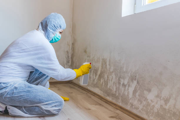 Licensed Mold Remediation service in Woodward, PA - WQB Mold Removal