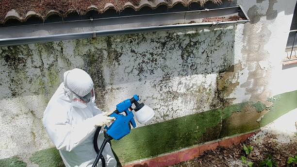 Top rated local Mold Remediation specialists in Woodward, PA